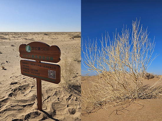 ALDI奥乐齐与植树防沙