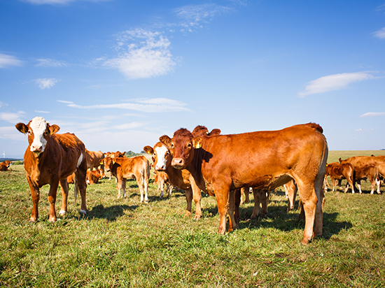 奥乐齐中国严格遵循动物福利政策